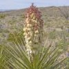 Yucca Torreyi - Yucca De Torrey
