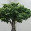 Zelkova Serrata Green Vase - Orme De Sibérie