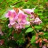 Abelia Parviflora Bumble Bee -Boutique Pafurme abelia parviflora bumble bee 85981 1