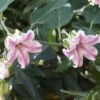 Araujia Sericifera Pink - Plante Cruelle -Boutique Pafurme araujia sericofera 681343 4