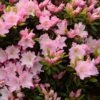 Azalée Du Japon Al's Picotee - Rhododendron Hybride -Boutique Pafurme azalee du japon al s picotee 15359 1