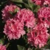 Azalée De Chine Kilian - Rhododendron Hybride -Boutique Pafurme azalee kilian 80471 1