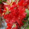 Azalée De Chine Wallowa Red - Rhododendron Hybride -Boutique Pafurme azalee wallowa red 781689 1