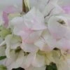 Bougainvillier Spectabilis Blanc-rose -Boutique Pafurme bougainvillee spectabilis blanc rose 87005 3