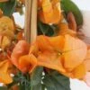 Bougainvillier Spectabilis Orange -Boutique Pafurme bougainvillee spectabilis orange 87007 3