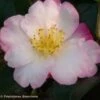 Camélia D'automne - Camellia Sasanqua Fukusutsumi -Boutique Pafurme camelia Fukusutsumi 7987 1