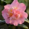 Camélia Paddy's Perfumed - Camellia Japonica -Boutique Pafurme camelia paddy s perfumed 83533 1