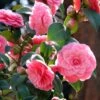 Camélia Mrs. Tingley - Camellia Japonica -Boutique Pafurme camellia japonica mrs tingley 87692 1