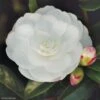 Camélia D'automne - Camellia Sasanqua Early Pearly 1 Camélia D'automne - Camellia Sasanqua Early Pearly -Boutique Pafurme camellia sasanqua early pearly 7976 1