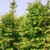 Carpinus Betulus Stegemanns Primus - Charme Commun -Boutique Pafurme carpinus betulus stegemanns primus 100428 1