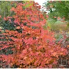 Charme Commun Rockhampton Red - Carpinus Betulus -Boutique Pafurme carpinus rockhampton red min