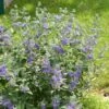 Caryopteris Clandonensis Blue Balloon - Spirée Bleue -Boutique Pafurme caryopteris clandonensis blue balloon 100429 1