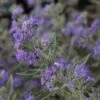 Caryopteris Clandonensis Ferndown - Spirée Bleue -Boutique Pafurme caryopteris clandonensis ferndown 86239 1