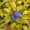 Ceratostigma Willmottianum Sapphire Ring -Boutique Pafurme cerastostigma sapphire ring 80432 1