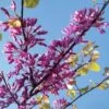 Cercis Siliquastrum - Arbre De Judée 2 Cercis Siliquastrum - Arbre De Judée -Boutique Pafurme cercis Siliquastrum ld miluz 7583 1