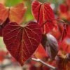 Gainier Du Canada - Cercis Canadensis Red Force 2 Gainier Du Canada - Cercis Canadensis Red Force -Boutique Pafurme cercis canadensis red force copyright 1004381 1 1