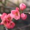 Cognassier Du Japon Pink Lady - Chaenomeles Superba 2 Cognassier Du Japon Pink Lady - Chaenomeles Superba -Boutique Pafurme chaenomeles superba pink lady 7966 2