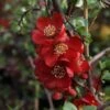 Cognassier Du Japon - Chaenomeles X Superba Elly Mossel 1 Cognassier Du Japon - Chaenomeles X Superba Elly Mossel -Boutique Pafurme chaenomeles x superba elly mossel 100442 1