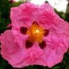 Cistus Purpureus - Ciste Pourpre -Boutique Pafurme cistus purpureus 7526 1