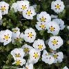 Ciste Du Portugal - Cistus X Lusitanicus Decumbens -Boutique Pafurme cistus x lusitanicus decumbens 100305 1