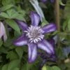 Clématite - Clematis Cassis -Boutique Pafurme clematis cassis 681390 2
