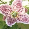 Clématite - Clematis Cirrhosa Freckles 2 Clématite - Clematis Cirrhosa Freckles -Boutique Pafurme clematis cirrhosa freckles 771570 1