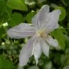 Clématite - Clematis Jackmanii Alba -Boutique Pafurme clematis jackmanii alba 81380 1