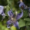 Clématite - Clematis Saphyra Indigo -Boutique Pafurme clematis saphyra indigo 681391 1