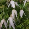 Clématite - Clematis Macropetala Broughton Bride -Boutique Pafurme clematite Broughton Bride 681486 1
