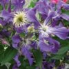 Clématite - Clematis Blue Pirouette -Boutique Pafurme clematite blue pirouette 67807 1