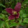 Clématite - Clematis Cirrhosa Lansdowne Gem 2 Clématite - Clematis Cirrhosa Lansdowne Gem -Boutique Pafurme clematite cirrhosa lansdown gem 681367 1