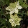 Clématite - Clematis Florida Alba Plena -Boutique Pafurme clematite florida alba plena 681432 1