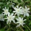 Clématite - Clematis Montana Jacqui -Boutique Pafurme clematite montana jacqui 681487 1