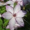 Clématite - Clematis Omoshiro -Boutique Pafurme clematite osmoshiro 681354 1