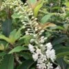 Clethra Barbinervis Great Star 2 Clethra Barbinervis Great Star -Boutique Pafurme clethra barbinervis great star 15384 1