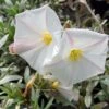 Convolvulus Cneorum - Liseron Argenté -Boutique Pafurme convolvulus cneorum 7566 1