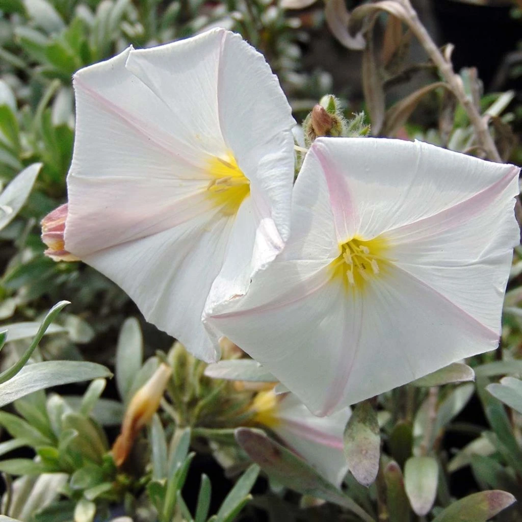 Convolvulus Cneorum - Liseron Argenté 3 Convolvulus Cneorum - Liseron Argenté