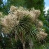 Cordyline Australis -Boutique Pafurme cordyline australis 78992 1