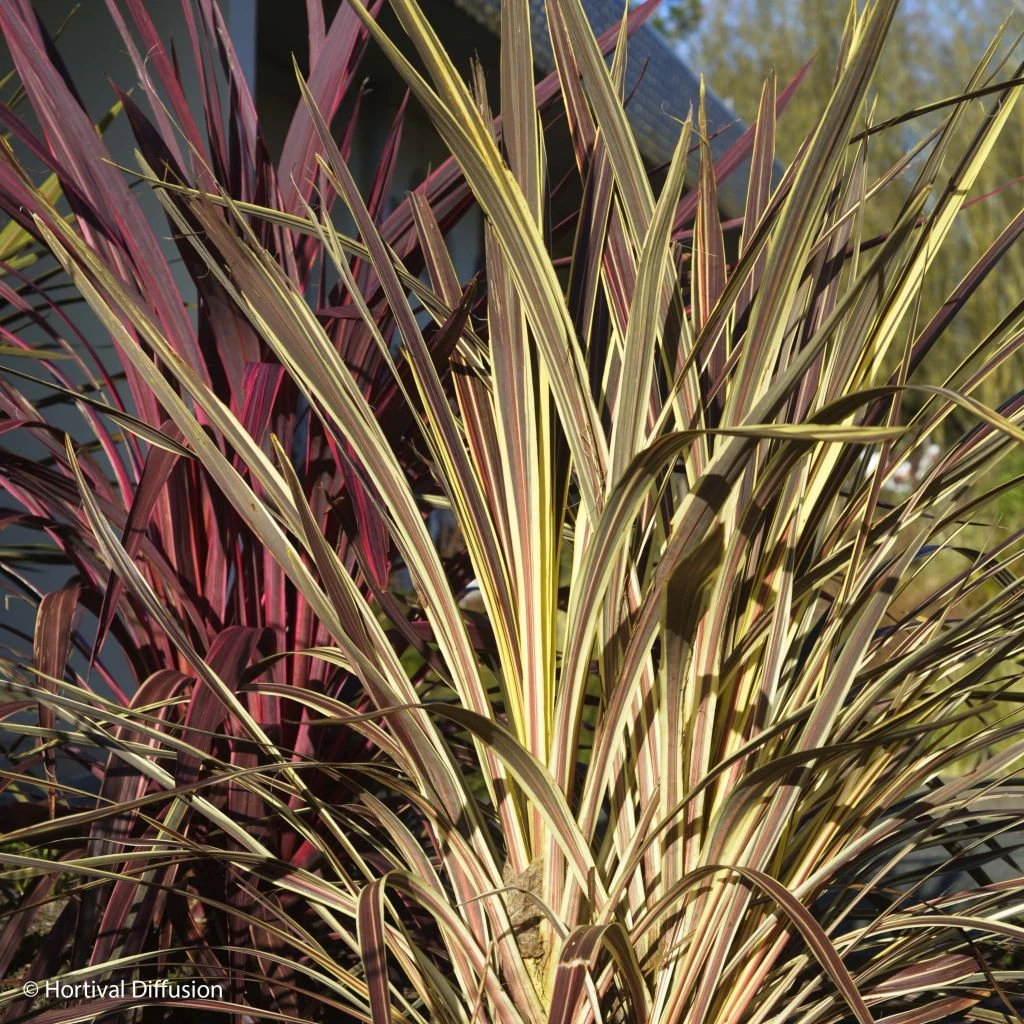 Cordyline Banksii Electric Flash - Cordyline 3 Cordyline Banksii Electric Flash - Cordyline