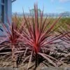 Cordyline Charlie Boy® -Boutique Pafurme cordyline charlie boy 85726 1