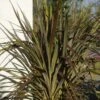 Cordyline X Banksii Electric Star 2 Cordyline X Banksii Electric Star -Boutique Pafurme cordyline x banksii electric star 100459 1