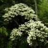 Cornus Hongkongensis -Boutique Pafurme cornus hongkongensis 782052 1