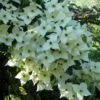 Cornus Kousa Milky Way- Cornouiller Du Japon Blanc -Boutique Pafurme cornus kousa milky way 781212 1 2