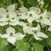 Cornus Kousa Robert's Select - Cornouiller Du Japon -Boutique Pafurme cornus kousa robert s select 100465 1