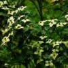Cornus Kousa Wieting's Select - Cornouiller Du Japon -Boutique Pafurme cornus kousa wieting s select 100467 1