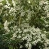 Cornus Norman Hadden - Cornouiller à Fleurs -Boutique Pafurme cornus norman hadden 83895 1