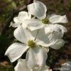Cornus Florida Cherokee Daybreak - Cornouiller De Floride -Boutique Pafurme cornus ou cornouiller florida cherokee daybreak 7815 1