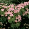 Cornus Kousa Satomi - Cornouiller Du Japon Rose -Boutique Pafurme cornus ou cornouiller kousa satomi 781320 4