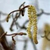 Noisetier Tortueux - Corylus Avellana Contorta -Boutique Pafurme corylus avellana contorta ld AthenasPix 7577 1