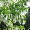 Arbre Aux Mouchoirs - Davidia Involucrata Var. Vilmoriniana -Boutique Pafurme davidia involucrata 7906 1